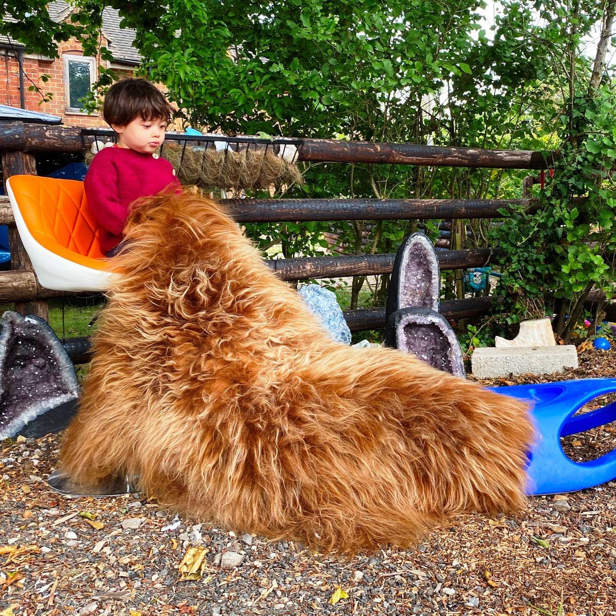 Highland Cow Icelandic Sheepskin
