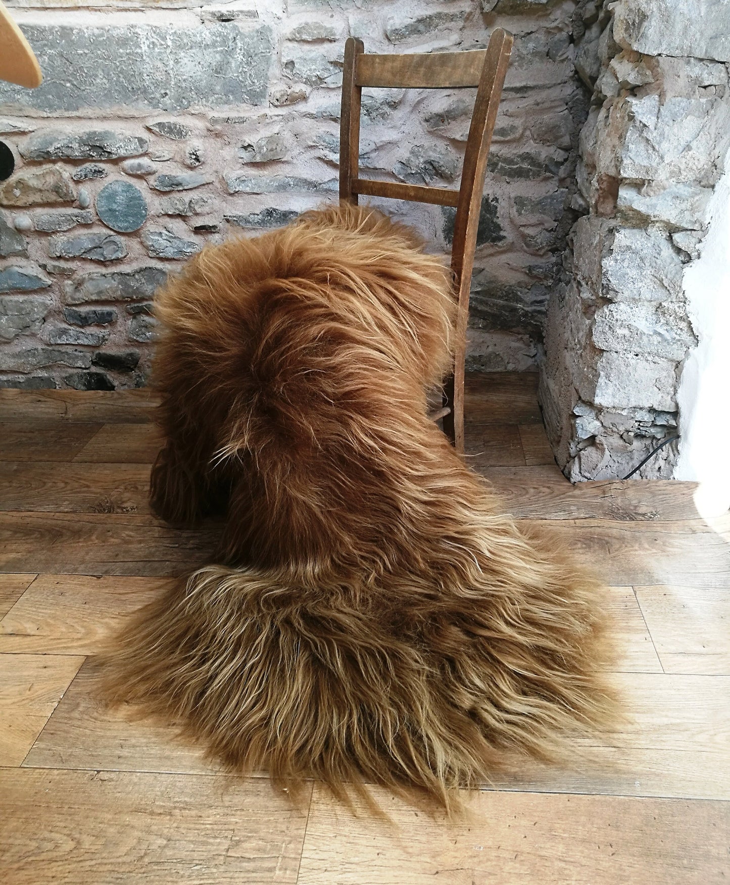 Highland Cow Icelandic Sheepskin