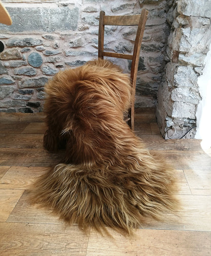 Highland Cow Icelandic Sheepskin
